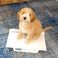 Alecto Pèse Bébé Digital Avec Toise -Bain et soin boutique pese bebe digital avec toise 10